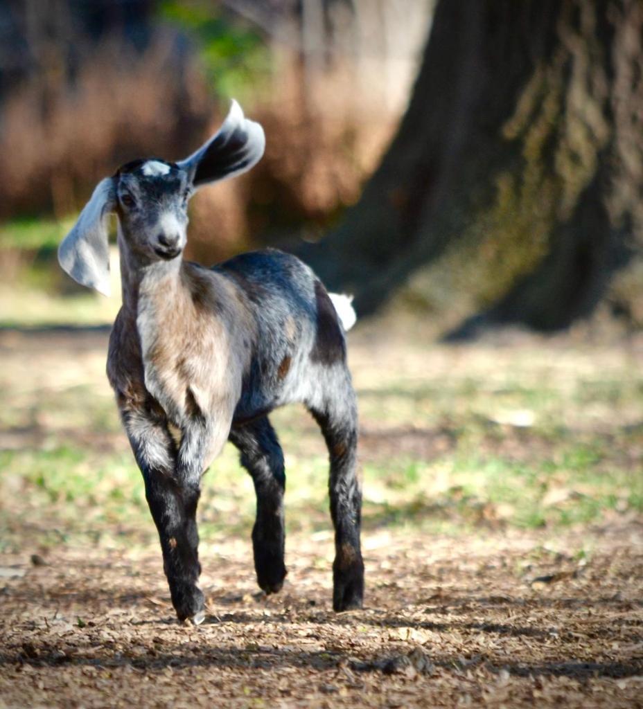 Alexandra Farmstay Dış mekan fotoğraf